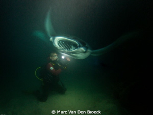 manta mania by Marc Van Den Broeck 